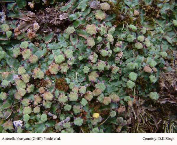 Asterella khasyana (Griff.) Pandé et al.